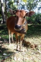 Cow, Bali Tirtagangga Indonesia